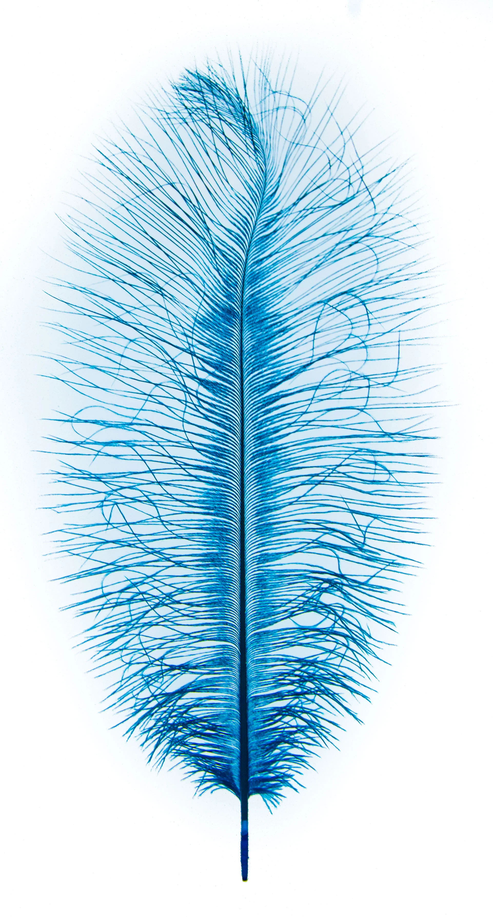 MFC Ostrich Plumes - Image 11