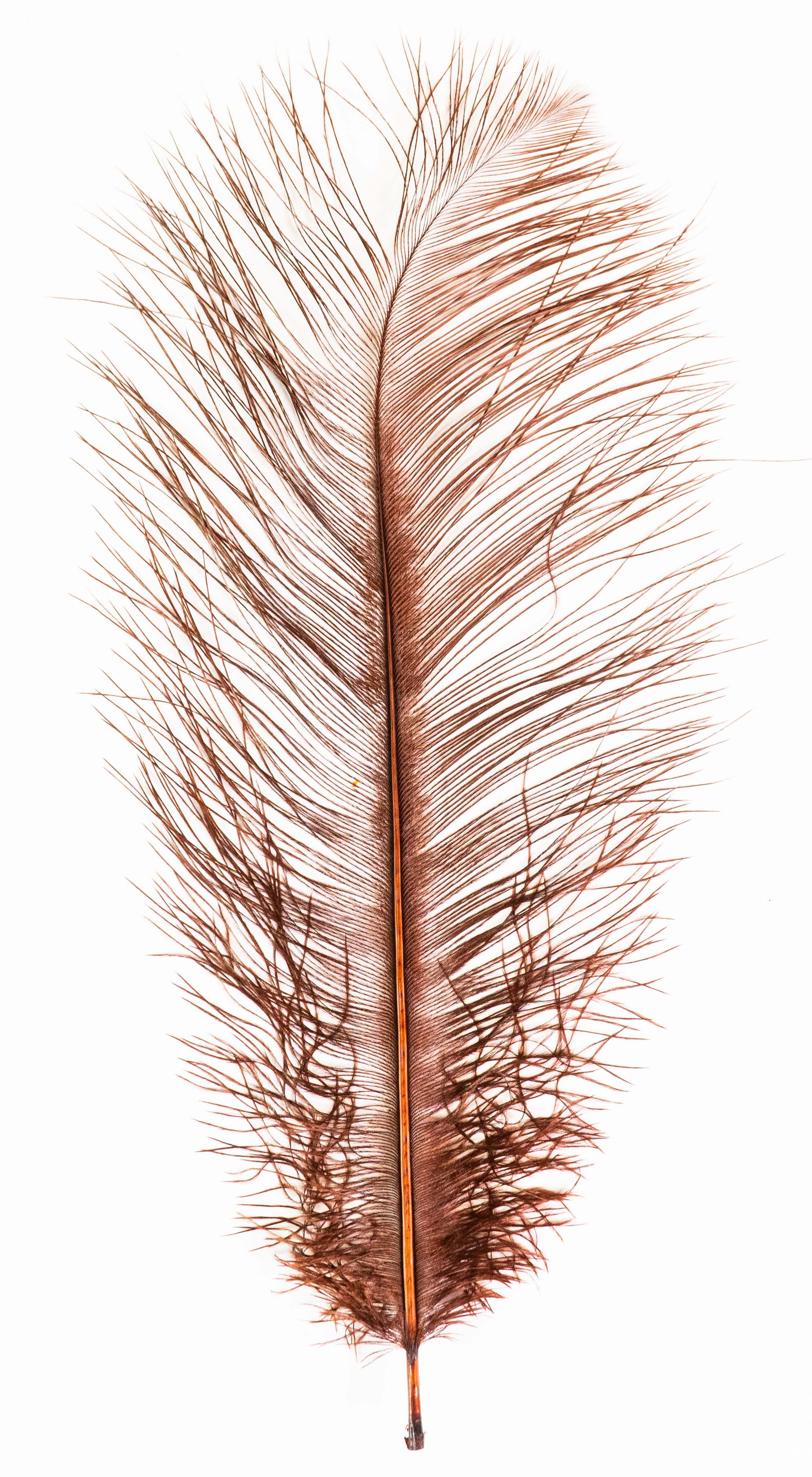 MFC Ostrich Plumes - Image 12