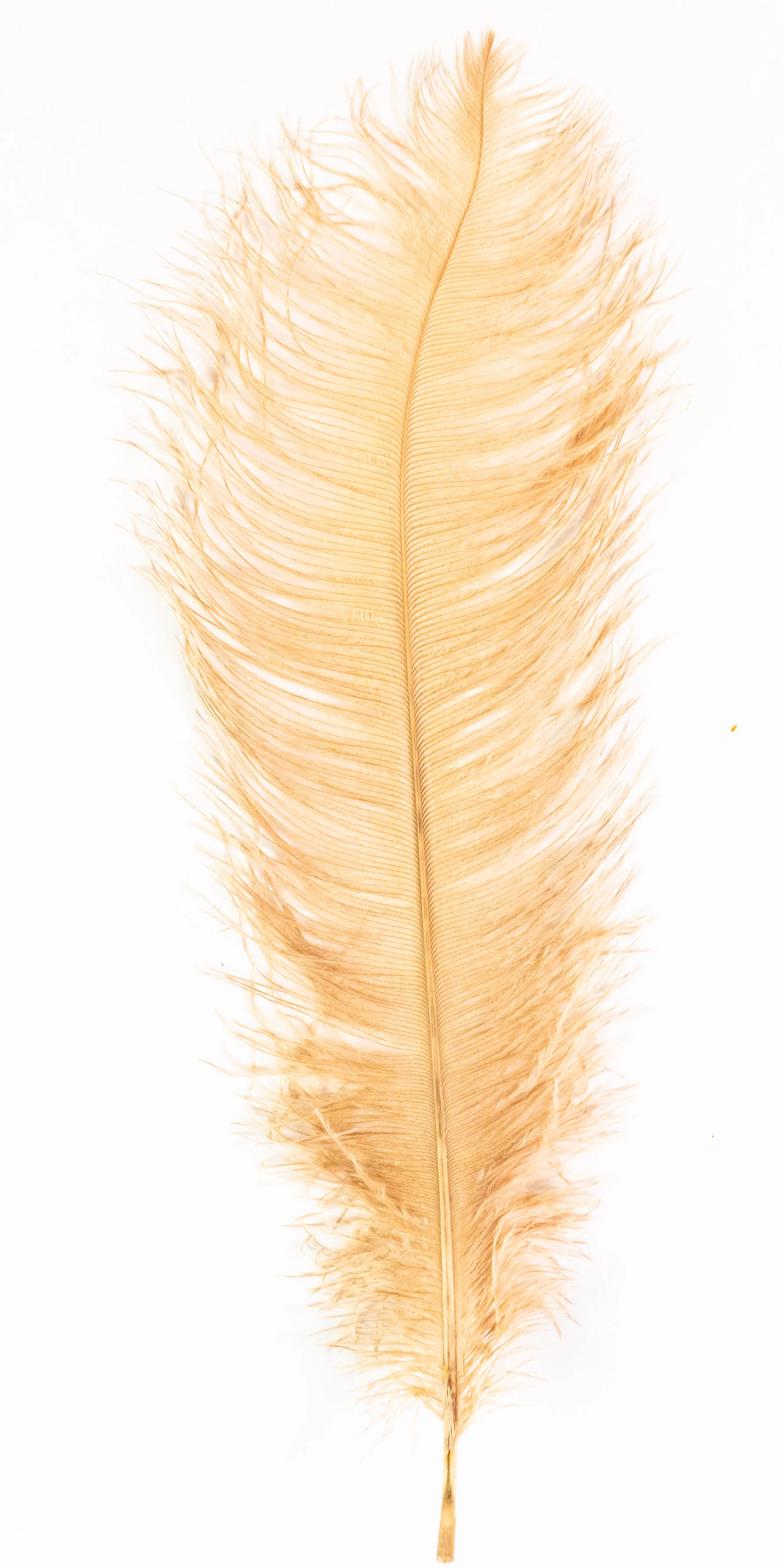 MFC Ostrich Plumes - Image 13