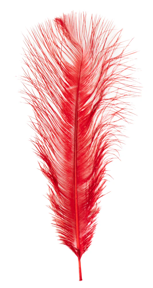 MFC Ostrich Plumes - Image 15