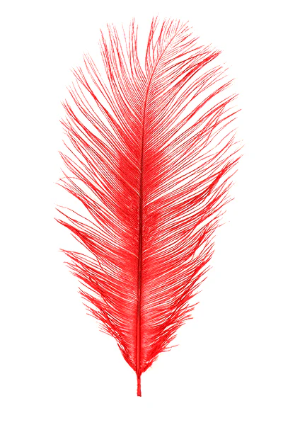 MFC Ostrich Plumes - Image 19