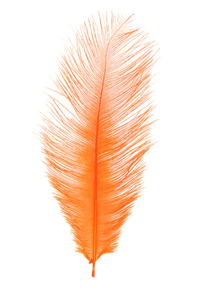 MFC Ostrich Plumes - Image 20