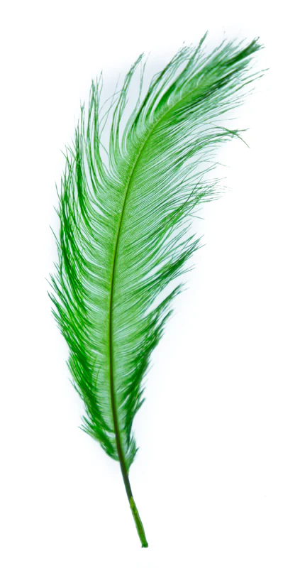 MFC Ostrich Plumes - Image 3