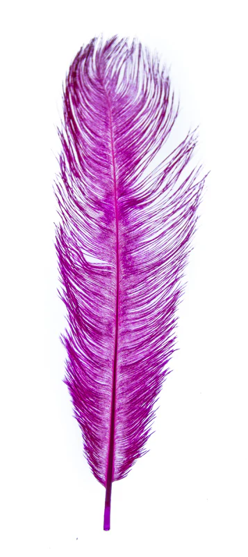 MFC Ostrich Plumes - Image 4