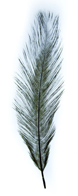 MFC Ostrich Plumes - Image 5
