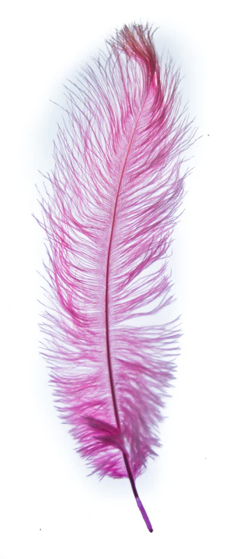 MFC Ostrich Plumes - Image 6