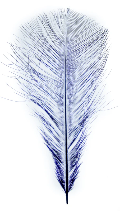 MFC Ostrich Plumes - Image 7