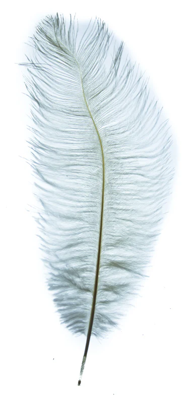 MFC Ostrich Plumes - Image 8