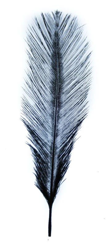 MFC Ostrich Plumes - Image 9